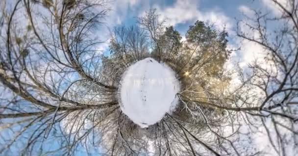 Вращения Кручения Глядя Зимний Заснеженный Лес Деревья Растут Небе — стоковое видео