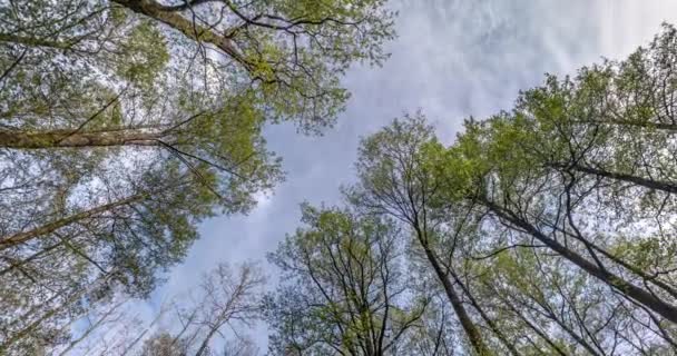 Drehung Und Drehung Und Blick Den Herbstwald Bäume Wachsen Den — Stockvideo