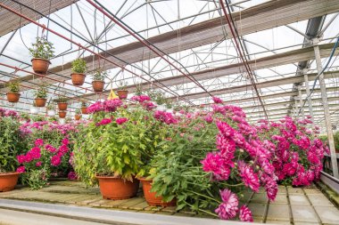 Serada bir sürü çiçek tarlaları ve bir sürü kapalı alanda bitkiler var.