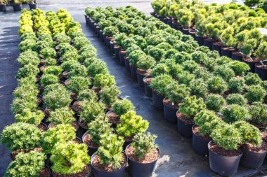 Genç kozalaklı serada bir sürü bitki var.