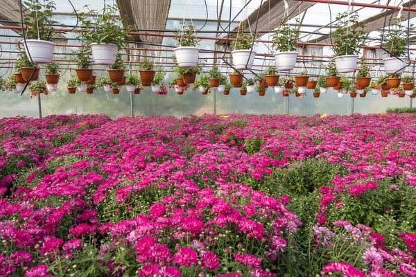 Rzędy Młodych Kwiatów Aster Szklarni Dużą Ilością Roślin Wewnętrznych Plantacji — Zdjęcie stockowe