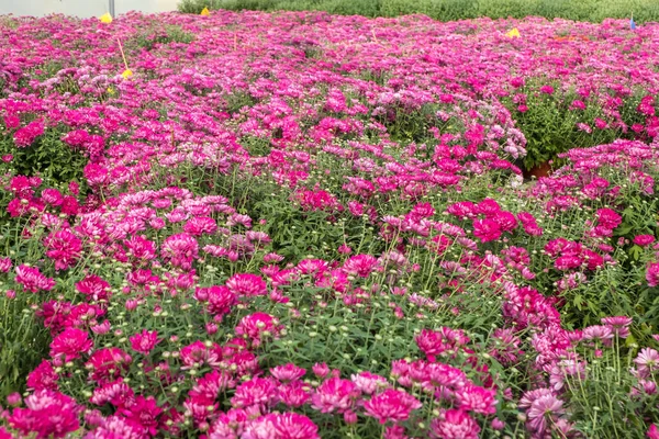 Rzędy Młodych Kwiatów Aster Szklarni Dużą Ilością Roślin Wewnętrznych Plantacji — Zdjęcie stockowe