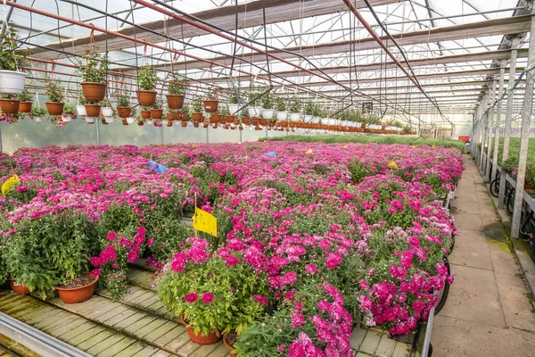 Rzędy Młodych Kwiatów Aster Szklarni Dużą Ilością Roślin Wewnętrznych Plantacji — Zdjęcie stockowe