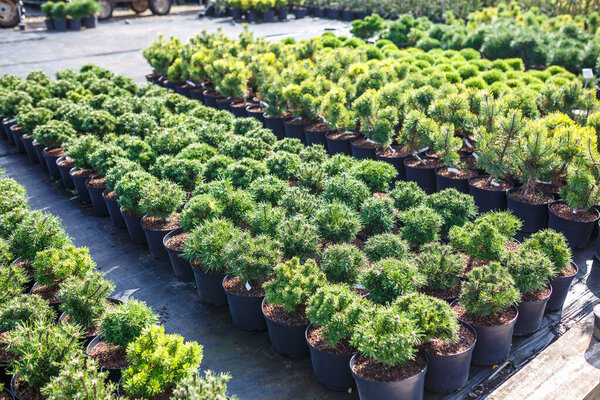 ряды молодых хвойных пород в теплице с большим количеством растений на плантации