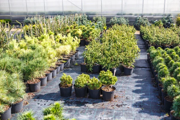 Rzędy Młodych Drzew Iglastych Szklarni Dużą Ilością Roślin Plantacji — Zdjęcie stockowe