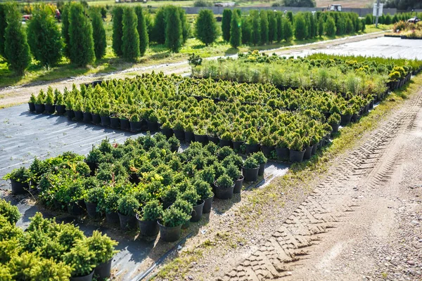 Rzędy Młodych Drzew Iglastych Szklarni Dużą Ilością Roślin Plantacji — Zdjęcie stockowe