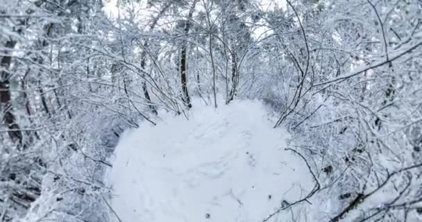 Rotation Circulaire Hémisphère Terre Hiver Paysage Enneigé Dans Forêt Pins — Video