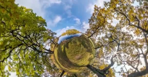 Piccolo Pianeta Che Ruota Gira Guarda Alto Nella Foresta Querce — Video Stock