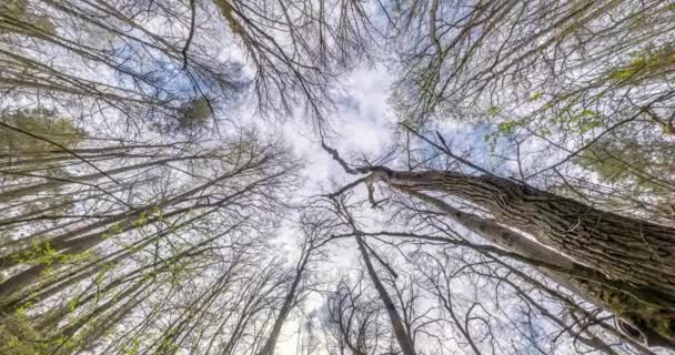 Kręcenie Skręcanie Pod Wysokim Lasem Drzewa Rosnące Niebie — Wideo stockowe