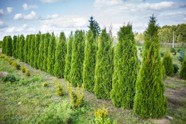 Genç kozalaklı serada bir sürü bitki var.