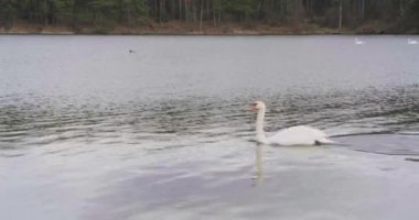 Gölde beyaz kuğu sürüsü