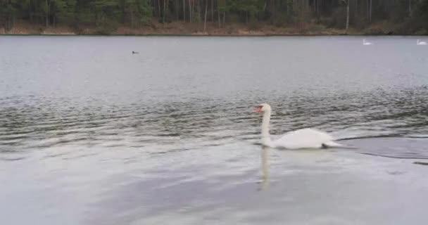 Стая Белых Лебедей Озере — стоковое видео