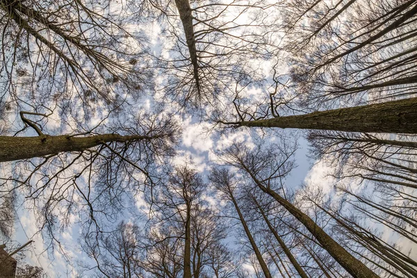 Верхушки Деревьев Против Голубого Неба Голые Ветви Дерева — стоковое фото