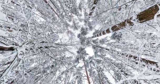 Draaien Torsie Kijken Omhoog Naar Het Winterbos Bomen Groeien Lucht — Stockvideo