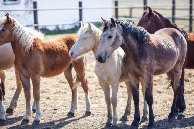 Tarlada büyük bir at sürüsü var. Beyaz Rusya askere alma atı cinsi. Özgürlük ve bağımsızlığın sembolü 
