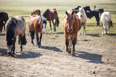 Tarlada büyük bir at sürüsü var. Beyaz Rusya askere alma atı cinsi. Özgürlük ve bağımsızlığın sembolü 
