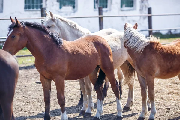 Uma Enorme Manada Cavalos Campo Belarusian Raça Cavalo Esboço Símbolo — Fotografia de Stock