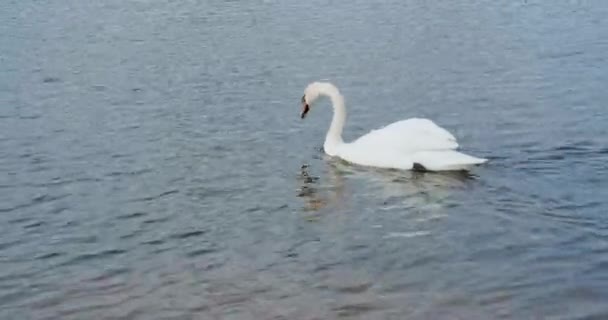 Cygnes Blancs Dans Lac — Video