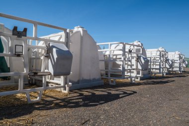 Saman üzerinde beyaz plastik bir paraşüt. Daity Çiftliği 'ndeki çiftlik ambarında duran küçük buzağı. Sığır yetiştiriciliği, hayvanlarla ilgilenmek. Çiftlik hayvanları inek çiftliği. 