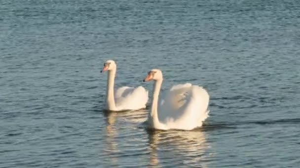 Paar Weißer Schwäne Schwimmen See — Stockvideo