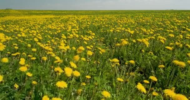 Büyük Sarı Karahindiba Tarlası Yeşil Çimen Arka Planda — Stok video