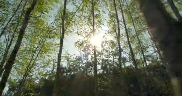 Движение Камеры Березовом Лесу Вдоль Деревьев Стабилизации Солнечных Бликов — стоковое видео