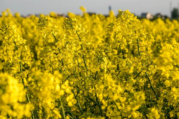 Field Beautiful Springtime Golden Flower Rapeseed Plant Green Industry — Stock Photo, Image