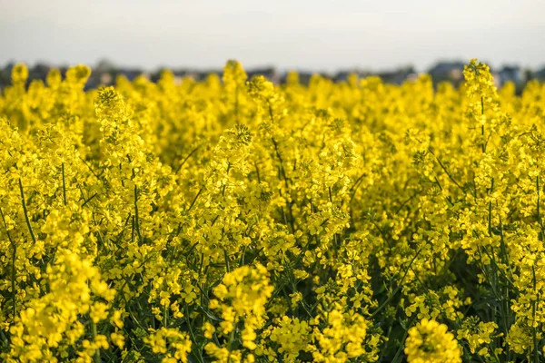 Field Beautiful Springtime Golden Flower Rapeseed Plant Green Industry — Stock Photo, Image