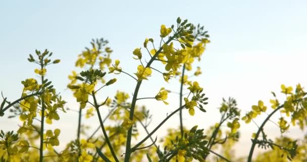 Feld Der Schönen Frühlingsgoldblume Von Raps Auf Blauem Himmel Hintergrund — Stockvideo