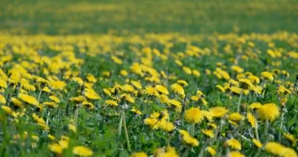 Enorme Campo Denti Leone Gialli Uno Sfondo Erba Verde Sfocato — Video Stock