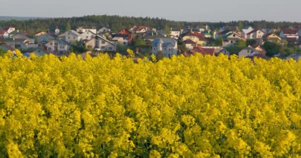 Panorama Pola Pięknych Wiosennych Złotych Kwiatów Rzepaku Tle Wsi Rzepak — Wideo stockowe