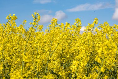 Güzel bahar mevsiminin altın çiçeği yeşil sanayi için bitkidir.