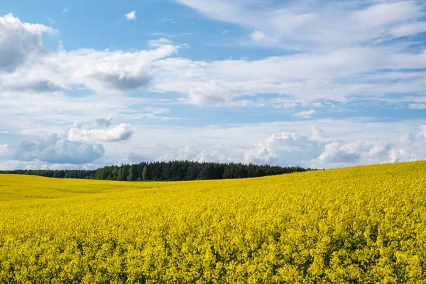 Field Beautiful Springtime Golden Flower Rapeseed Plant Green Industry — Stock Photo, Image