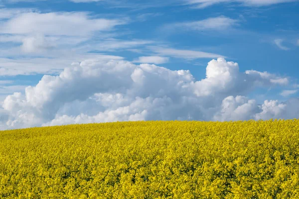 Feld Des Schönen Frühlings Goldene Blume Des Rapses Ist Pflanze — Stockfoto