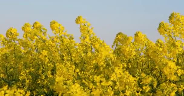 Pole Piękne Wiosna Złoty Kwiat Rzepaku Tle Błękitnego Nieba Rzepak — Wideo stockowe