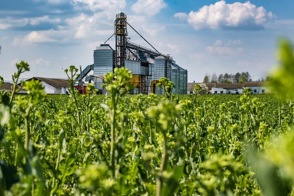 Modern Granary Lift Ezüst Silók Mezőgazdasági Termékek Liszt Gabonafélék Gabonafélék — Stock Fotó