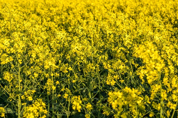 Feld Des Schönen Frühlings Goldene Blume Des Rapses Ist Pflanze — Stockfoto