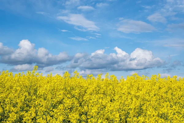 Feld Des Schönen Frühlings Goldene Blume Des Rapses Ist Pflanze — Stockfoto