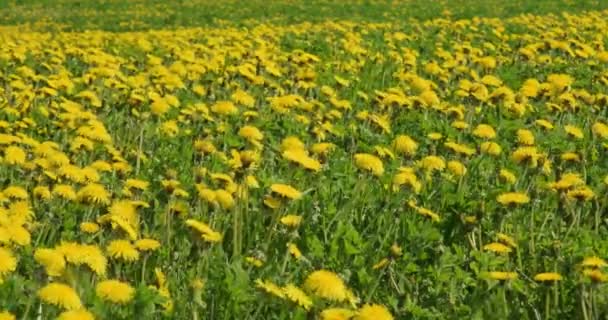 Stort Fält Gula Maskrosor Suddig Grön Gräs Bakgrund — Stockvideo