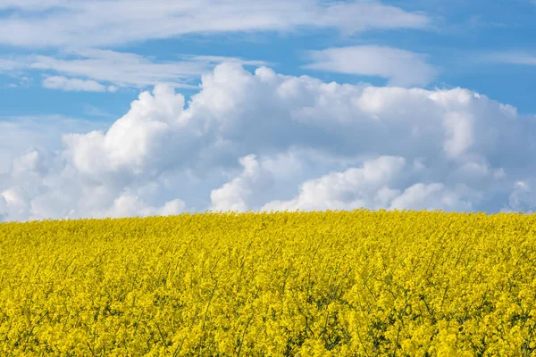 Feld Des Schönen Frühlings Goldene Blume Des Rapses Ist Pflanze — Stockfoto