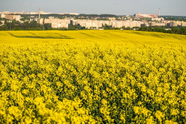 Field Beautiful Springtime Golden Flower Rapeseed Plant Green Industry — Stock Photo, Image