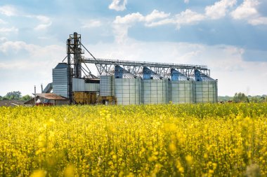 Kolza tarlası yakınlarındaki modern Granary asansörü. Tarımsal ürünlerin kuru temizleme ve depolanması için tarım işleme ve imalat tesisinde gümüş silolar. tohum temizleme hattı 