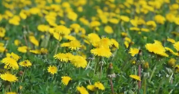 Obrovské Pole Žluté Pampelišky Rozmazané Zelené Trávě Pozadí — Stock video