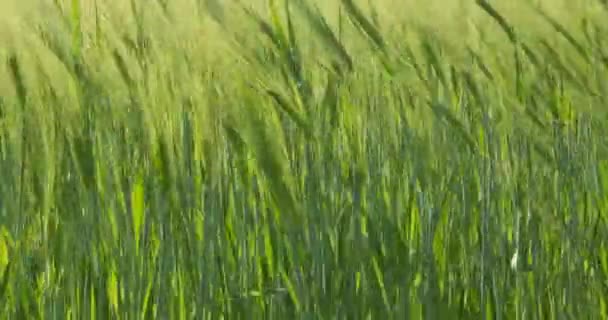 Campo Verde Cevada Centeio Verão Bonita Trigo Para Indústria Verde — Vídeo de Stock