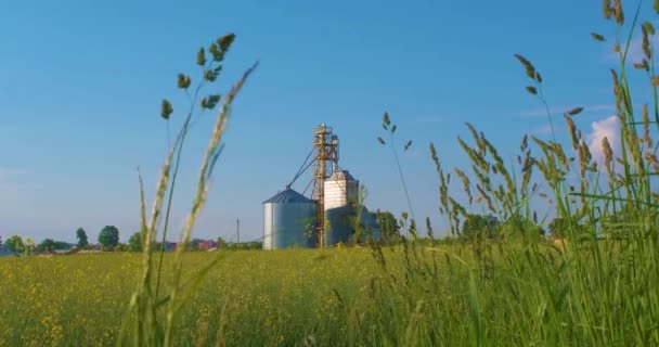 Moderne Graanlift Buurt Van Koolzaad Veld Zilverkleurige Silo Landbouwverwerkings Productiebedrijven — Stockvideo