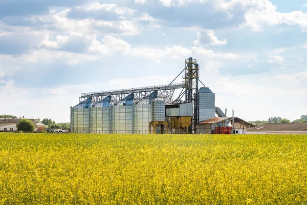 Kolza Tarlası Yakınlarındaki Modern Granary Asansörü Tarımsal Ürünlerin Kuru Temizleme — Stok fotoğraf