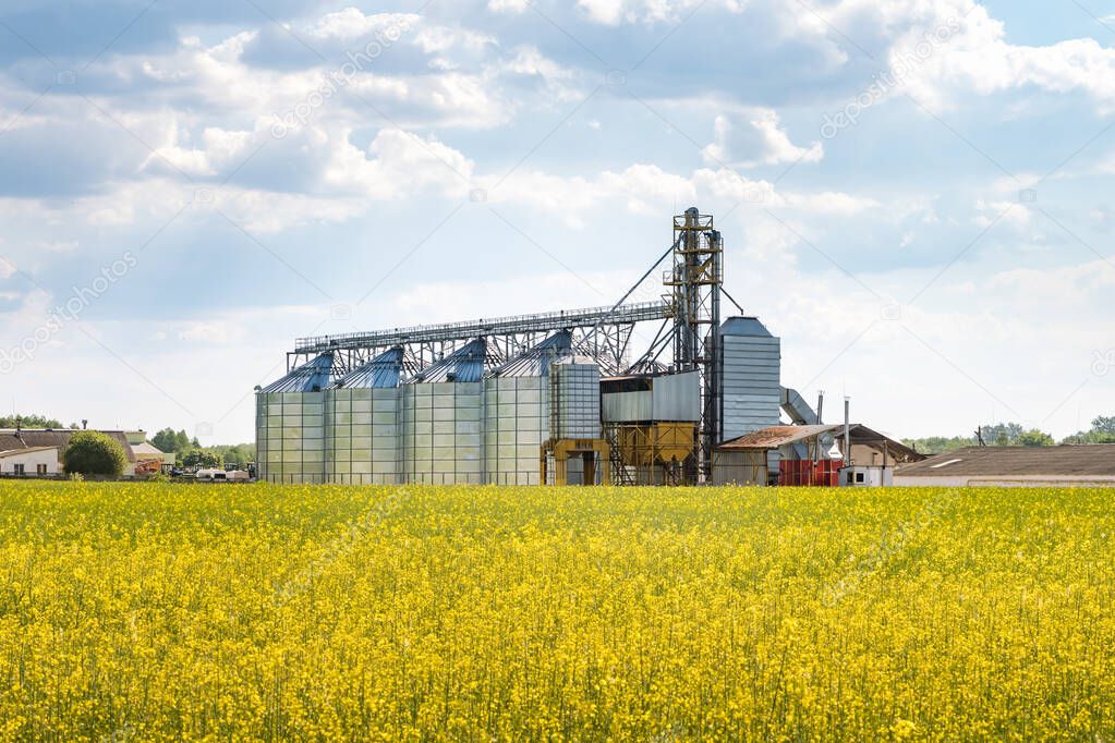 Modern Granary elevator near rapeseed field. Silver silos on agro-processing and manufacturing plant for processing drying cleaning and storage of agricultural products. seed cleaning line 