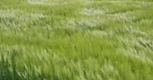 Campo Verde Cevada Centeio Verão Bonita Trigo Para Indústria Verde — Vídeo de Stock