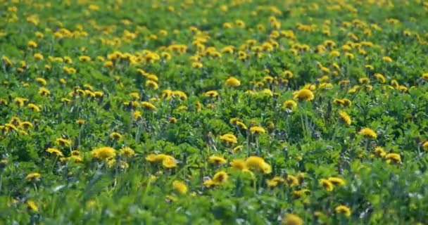 Enorme Campo Denti Leone Gialli Uno Sfondo Erba Verde Sfocato — Video Stock