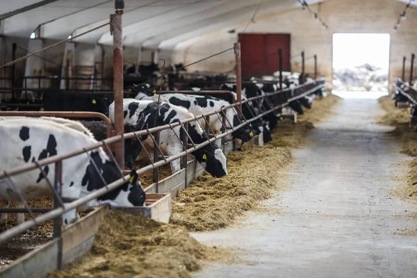 Breeding cows in free animal husbandry. Cowshed. Livestock cow farm. Herd of black white cows are looking at the camera with interest.